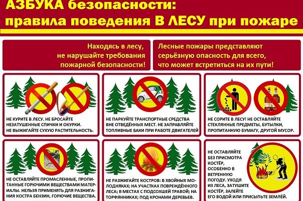 азбука поведения в лесу